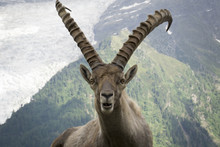 Portrait Of An Alpine Ibex (capra Ibex).