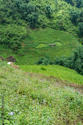 Foto Rural landscape of rice terraces and farm house
