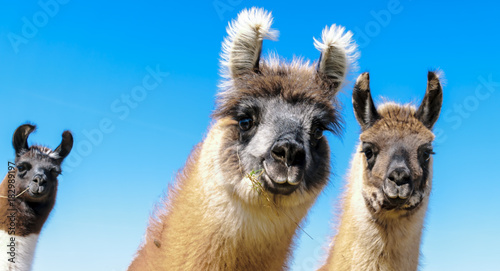 Cuadros en Lienzo A llama family lives on a pasture in Deckenbach in Germany.