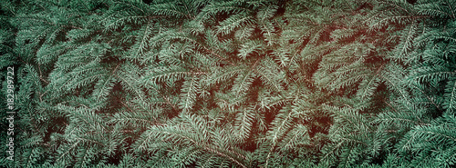 banner evergreen fir trees