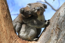 Wild Koala With Baby