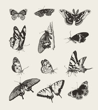 Collection Of Ink Drawn Butterflies