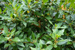 leaves of of laurus nobilis lauraceae mediterranean plant