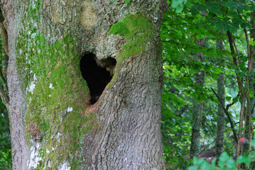 Heart shaped cavity on tree trunk