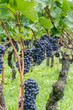 © makasana photo - ripe pinot noir grapes on vines ready for harvesting