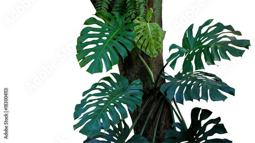 zieleni-liscie-monstera-lub-liscia-philodendron-tropikalny-ulistnienie-rosliny-dorosniecie-w-dzikim-piecie-na-drzewnym-bagazniku
