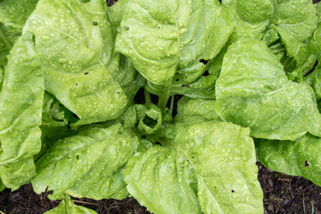 Organic spinach in a vegetable garden