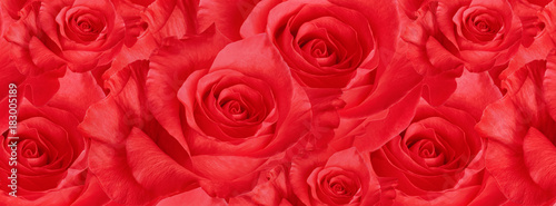 cover  beautiful   red rose