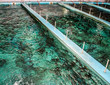 Swimming pool for fish breeding