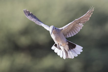 Ring-necked Dove In Flight On A Soft Green Background In Early Morning Sun