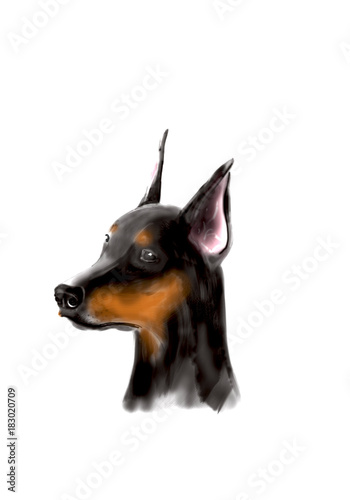 doberman brush