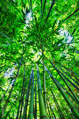 Dekoracja na wymiar  bambus