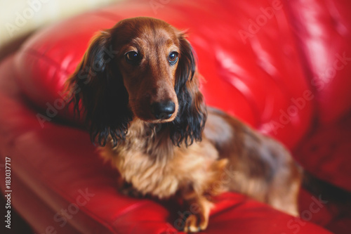 Beautiful Red Long Haired Dachshund Portrait Summer Picture Of