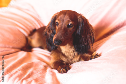 Beautiful Red Long Haired Dachshund Portrait Summer Picture Of