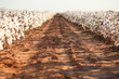 Beautiful Cotton field in West Texas