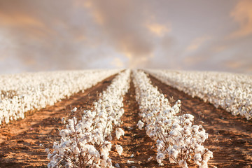 Beautiful Cotton field in West Texas