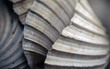 sea shells detail