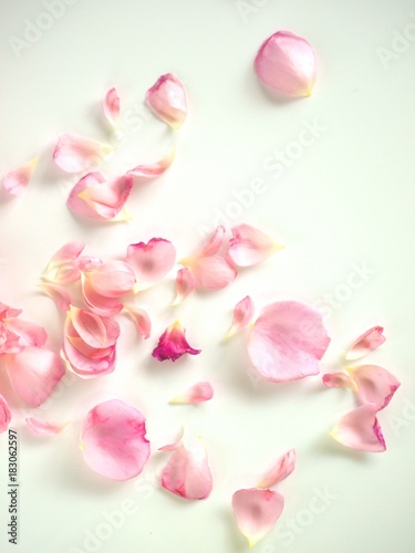 散った薔薇の花びら 白背景 背景素材 Stock 写真 Adobe Stock