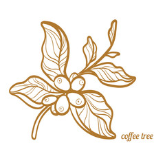 branch of coffee tree with leaves and natural coffee beans. botanical contour drawing. symbol. vecto