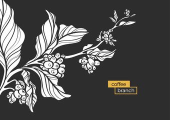 white branch of coffee tree with leaves and natural coffee beans. vector