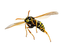 Wasp On Black Free Stock Photo - Public Domain Pictures