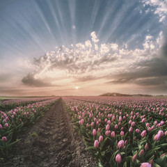 Wall Mural - Vintage Boudless Fields of Tulip