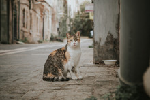 Cat Sitting On The Street. Animal Urban Background.