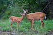 White-tailed deer fawn and doe grazing in a grassy field in Canada