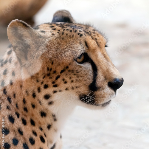 Cuadros en Lienzo portrait of the fastest animal on the planet - cheetah