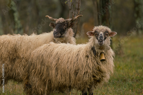 Fotografering Two sheeps outside on the field searching for food