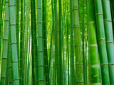 Fototapeta Sypialnia - Bambus Hintergrund Wald
