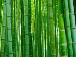  Bambusowy tło las