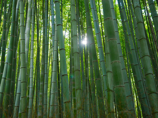  Bambusowy tło lasu światło