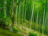 Fototapeta Sypialnia - Bambus Hintergrund Wald grün