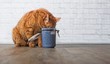 Rot getigerte Katze frisst Trockenfutter aus Vorratsdose
