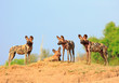 Pack of wild dogs (Painted Dog - Lycaon pictus) standing on top of a sand bank looking directly ahead with a bright blue sky and vibrant green bush in South Luangwa National Park, Zambia