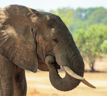 Elephant With Trunk Curled Into Mouth In South Luangwa National Park, Zambia