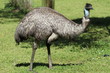 Closeup of wild emu on south coast of Australia