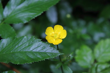 Little Yellow Flower