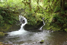 Small Waterfall And Surrounding Forest In Quinault, Washington 