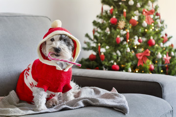  Dog with Christmas sugar candy cane in Mouth,Dressed in a Red Sweater on a Decorated Christmas Tree Background