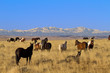Vigilant stallion watches his wild herd of horses in Wyoming
