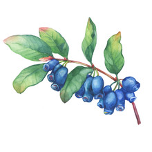 Branch Of Honeysuckle Plant (Lonicera Caerulea) With Blue Berries And Leaves. Fresh Honeysuckle Fruits (Haskap, Honeyberry). Watercolor Hand Drawn Painting Illustration Isolated On White Background.