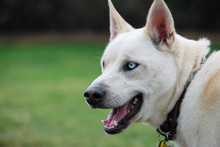 Outdoor Portrait Of A Blue Eyed Mix Breed White Dog.