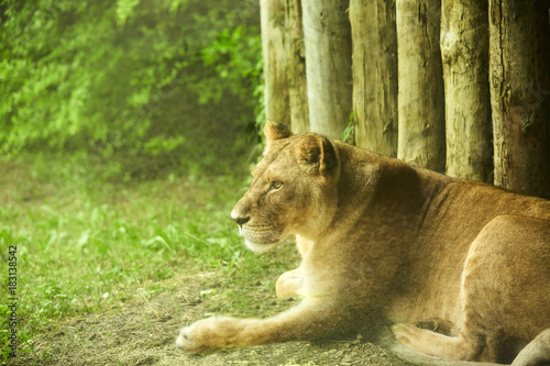Lion Laying Down Lioness Lying On The Floor Buy This Stock