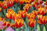 Fototapeta Tulipany - Amazing view of colorful tulips flowering in the garden