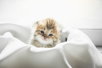 Wall Mural - Cute kitten sitting on white fabric under sunlight