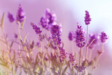 Fototapeta Lawenda - lavender flowers in gently purple tones. Floral natural background. 