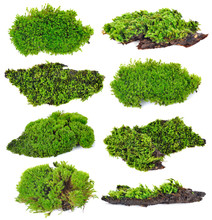 Green Moss Isolated On White Bakground