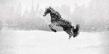 Horses In Snow Field, Silhouette
